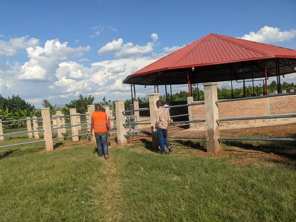 NYAKIGANDO CATTLE MARKET